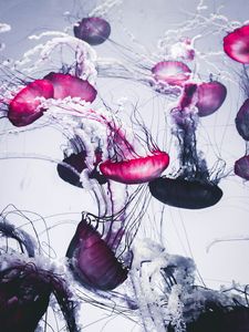 Preview wallpaper jellyfish, beautiful, tentacle, white