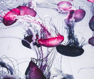 Preview wallpaper jellyfish, beautiful, tentacle, white
