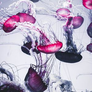 Preview wallpaper jellyfish, beautiful, tentacle, white