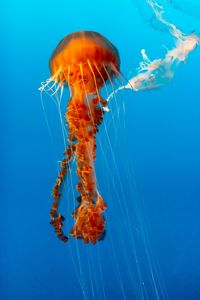 Preview wallpaper jellyfish, beautiful, tentacle, water, underwater world