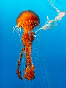 Preview wallpaper jellyfish, beautiful, tentacle, water, underwater world