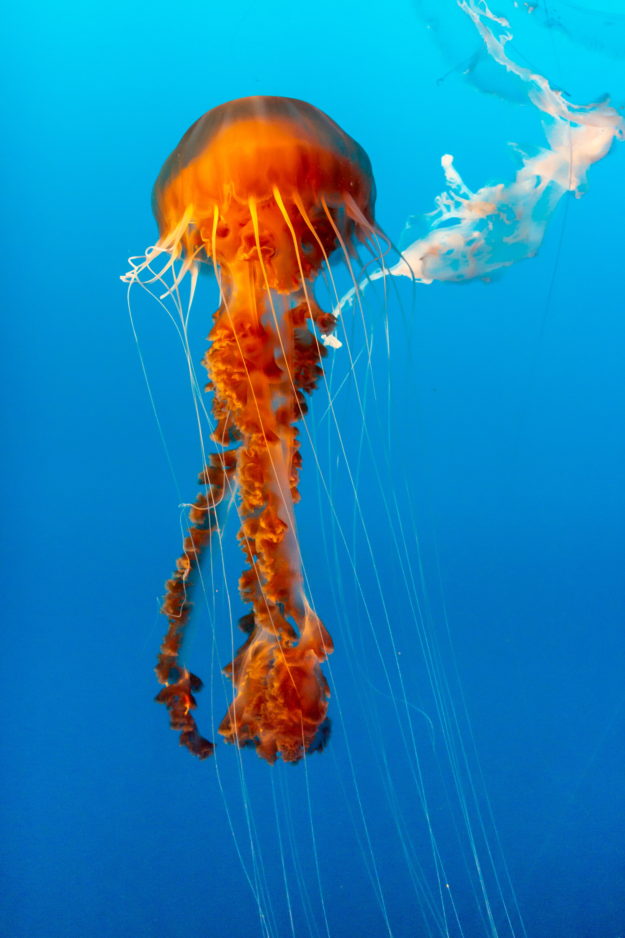 Download wallpaper 2400x3600 jellyfish, beautiful, tentacle, water ...