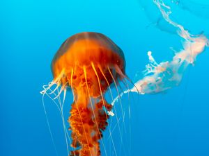 Preview wallpaper jellyfish, beautiful, tentacle, water, underwater world