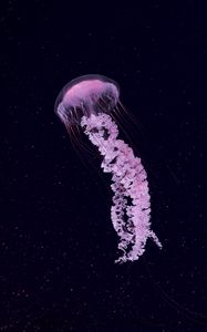 Preview wallpaper jellyfish, beautiful, tentacle, particles