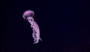 Preview wallpaper jellyfish, beautiful, tentacle, particles