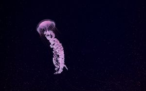 Preview wallpaper jellyfish, beautiful, tentacle, particles