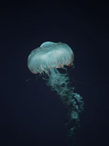 Preview wallpaper jellyfish, beautiful, tentacle, water, transparent