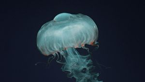 Preview wallpaper jellyfish, beautiful, tentacle, water, transparent