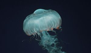 Preview wallpaper jellyfish, beautiful, tentacle, water, transparent