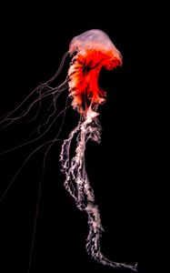 Preview wallpaper jellyfish, black, tentacle, underwater