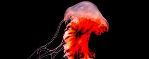 Preview wallpaper jellyfish, black, tentacle, underwater