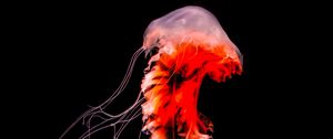 Preview wallpaper jellyfish, black, tentacle, underwater