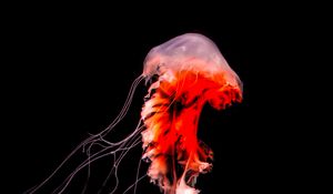 Preview wallpaper jellyfish, black, tentacle, underwater