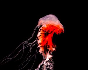 Preview wallpaper jellyfish, black, tentacle, underwater