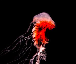 Preview wallpaper jellyfish, black, tentacle, underwater