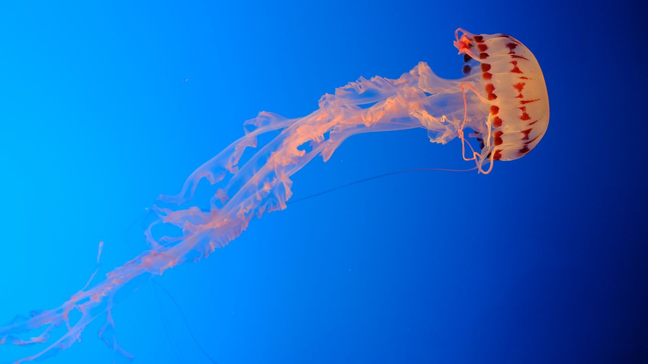 Wallpaper jellyfish, blue background, transparent, underwater world