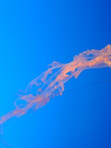 Preview wallpaper jellyfish, blue background, transparent, underwater world