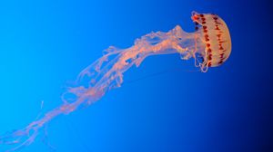Preview wallpaper jellyfish, blue background, transparent, underwater world