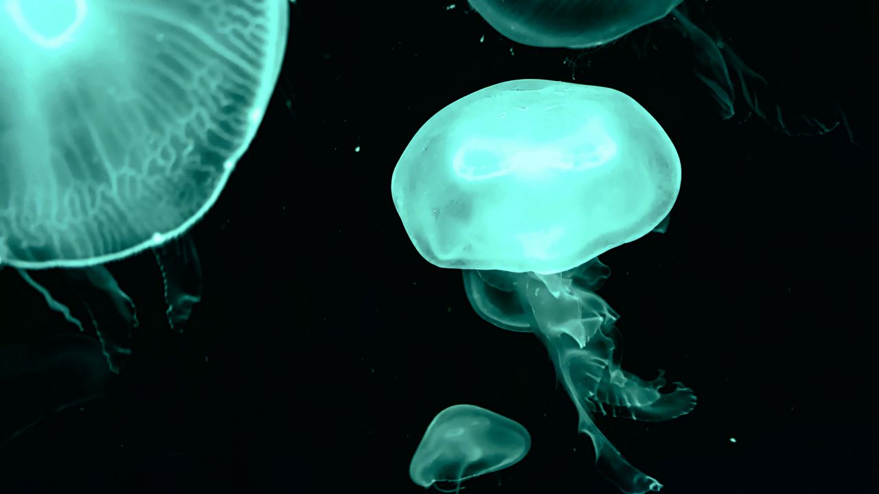 Wallpaper jellyfish, blue, dark, underwater world