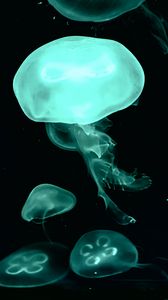 Preview wallpaper jellyfish, blue, dark, underwater world