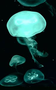 Preview wallpaper jellyfish, blue, dark, underwater world