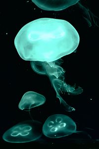 Preview wallpaper jellyfish, blue, dark, underwater world