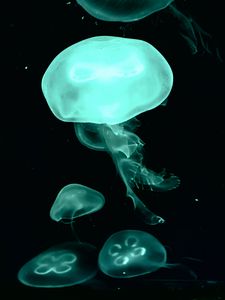 Preview wallpaper jellyfish, blue, dark, underwater world