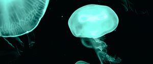 Preview wallpaper jellyfish, blue, dark, underwater world