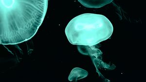 Preview wallpaper jellyfish, blue, dark, underwater world