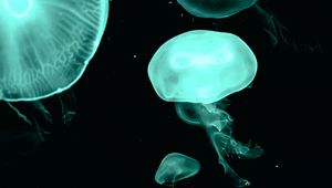 Preview wallpaper jellyfish, blue, dark, underwater world