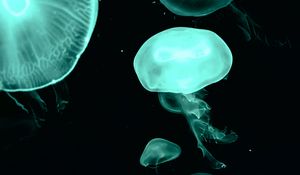 Preview wallpaper jellyfish, blue, dark, underwater world