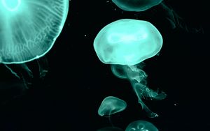 Preview wallpaper jellyfish, blue, dark, underwater world