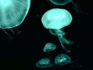 Preview wallpaper jellyfish, blue, dark, underwater world