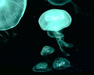 Preview wallpaper jellyfish, blue, dark, underwater world