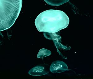 Preview wallpaper jellyfish, blue, dark, underwater world