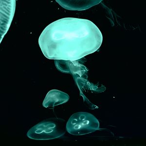 Preview wallpaper jellyfish, blue, dark, underwater world