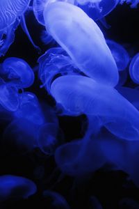 Preview wallpaper jellyfish, blue, glow, underwater world, dark