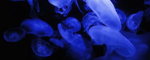 Preview wallpaper jellyfish, blue, glow, underwater world, dark