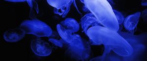 Preview wallpaper jellyfish, blue, glow, underwater world, dark