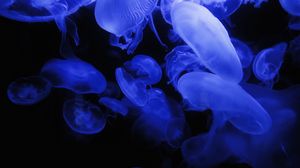 Preview wallpaper jellyfish, blue, glow, underwater world, dark