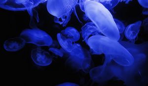 Preview wallpaper jellyfish, blue, glow, underwater world, dark