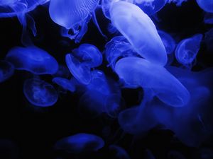Preview wallpaper jellyfish, blue, glow, underwater world, dark