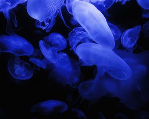 Preview wallpaper jellyfish, blue, glow, underwater world, dark