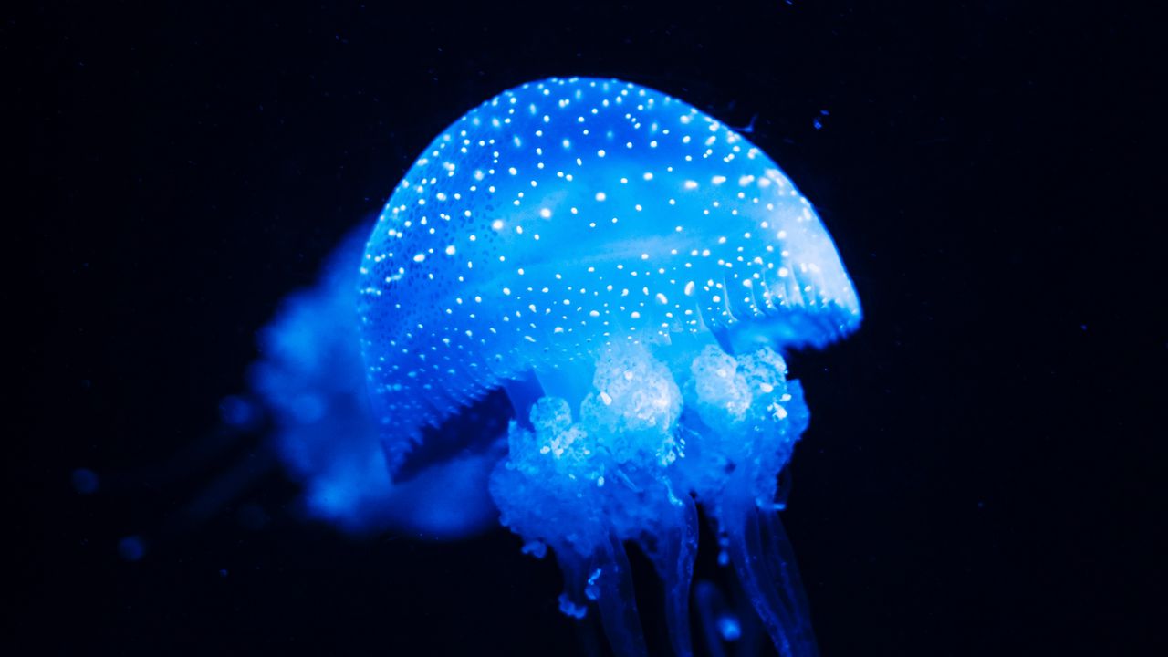 Wallpaper jellyfish, blue, glow, underwater world, sea