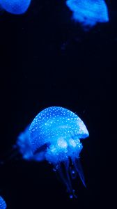 Preview wallpaper jellyfish, blue, glow, underwater world, sea