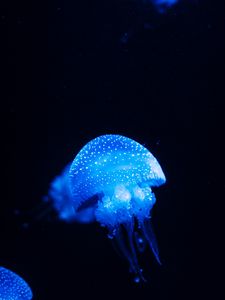 Preview wallpaper jellyfish, blue, glow, underwater world, sea