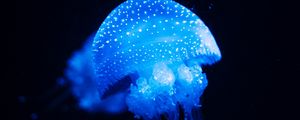 Preview wallpaper jellyfish, blue, glow, underwater world, sea