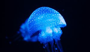 Preview wallpaper jellyfish, blue, glow, underwater world, sea