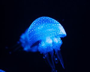 Preview wallpaper jellyfish, blue, glow, underwater world, sea