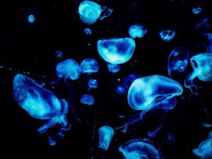 Preview wallpaper jellyfish, blue, glow, underwater, dark